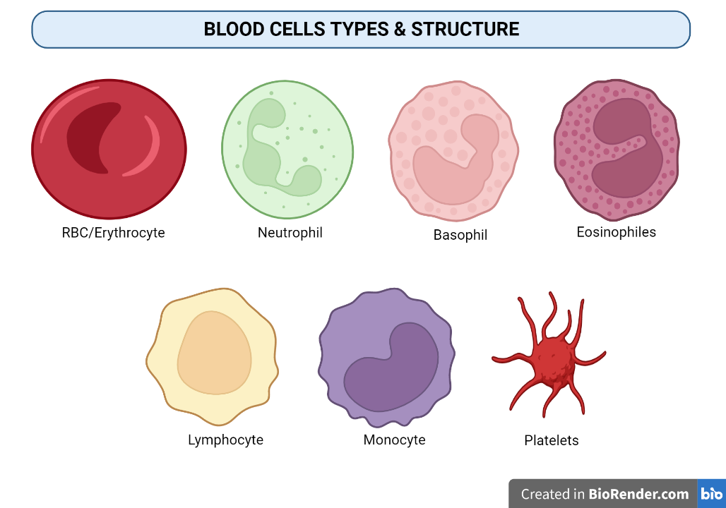 Blood Cells - Types, Definition and Function