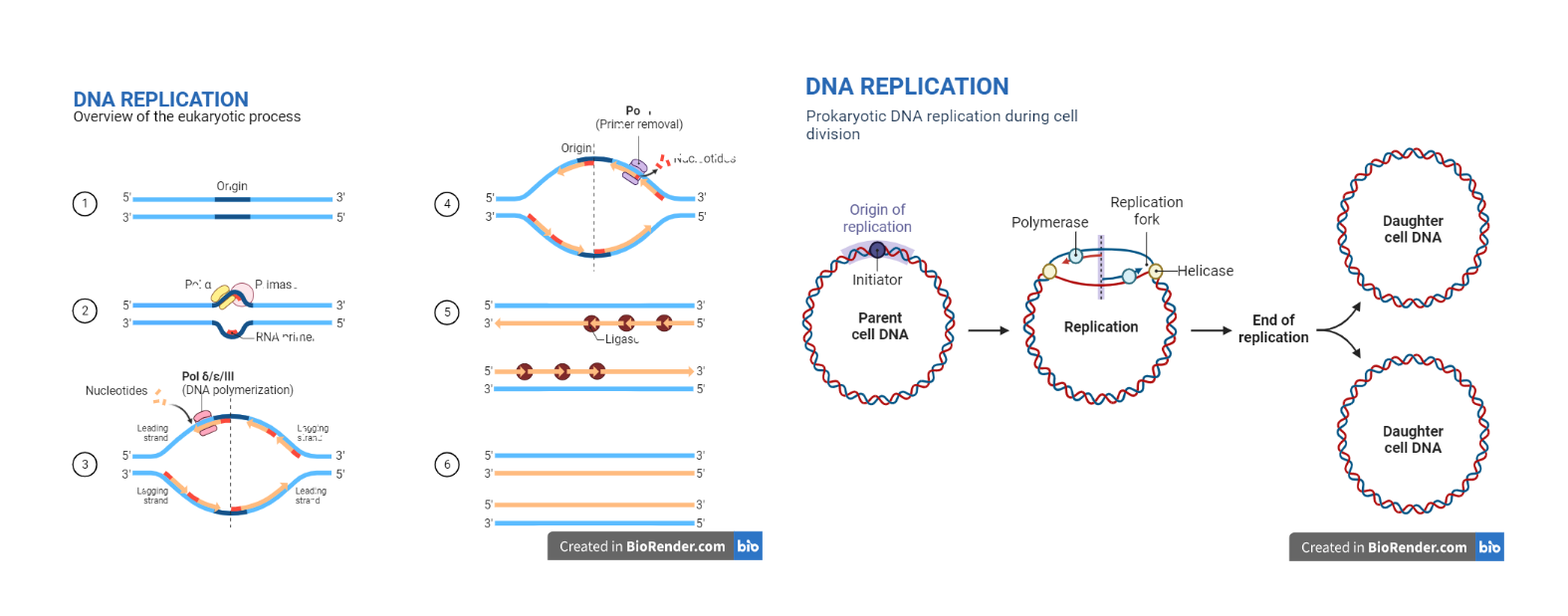 Replication in Prokaryotes and Eukaryotes - Explained [PDF]