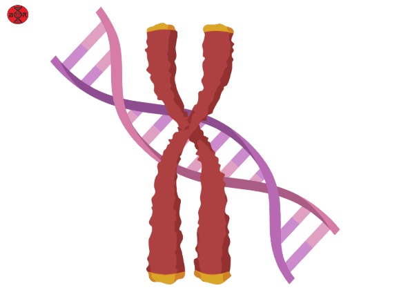 DNA-and-chromosome
