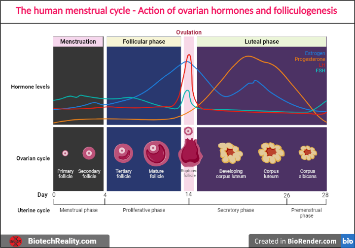 Menstrual Cycle - Action of Ovarian Hormones and Folliculogenesis