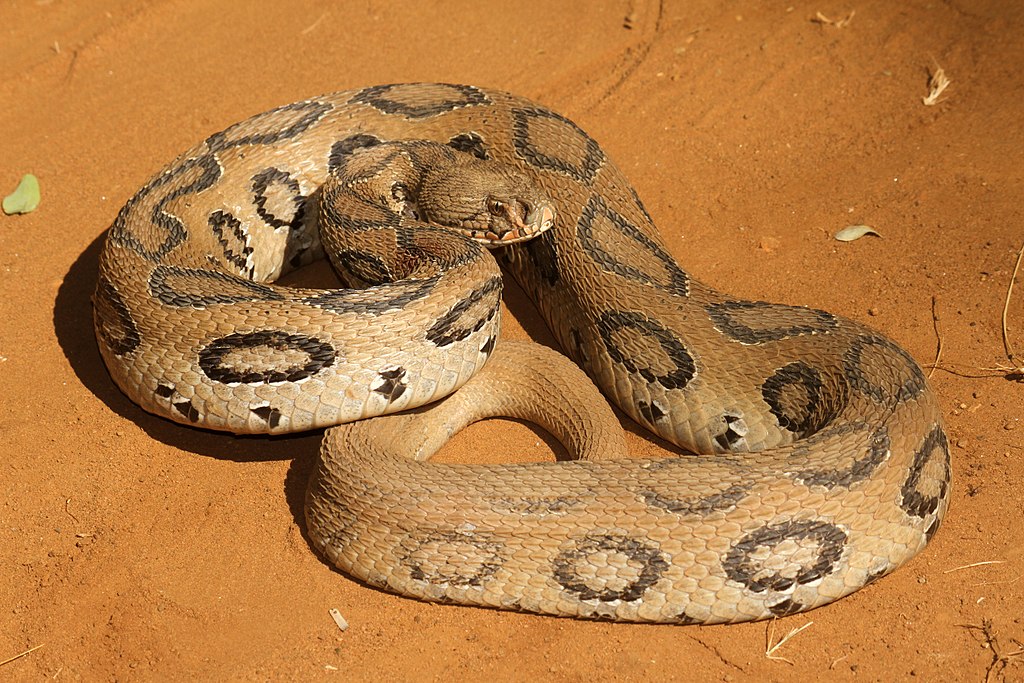 Russell's Viper - Hemotoxic Venom | Details – Types, Effects, and Pharmacology
