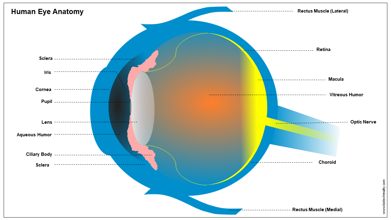human eye structure