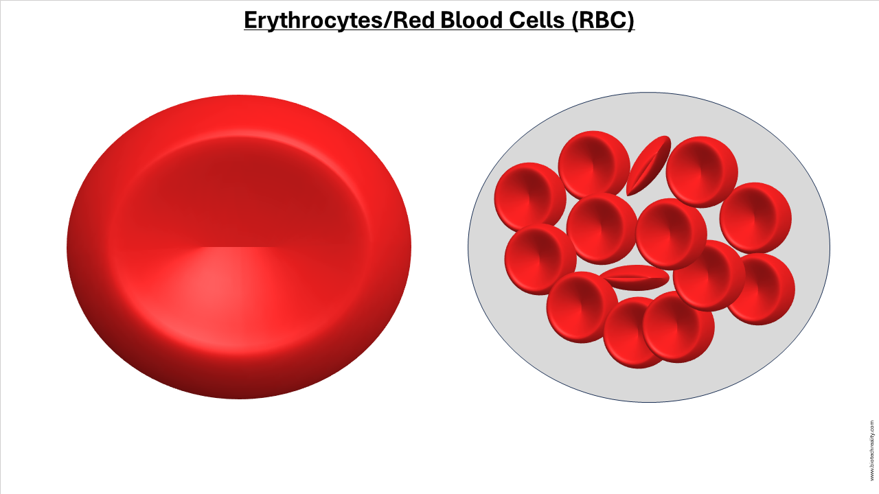RBC Structure