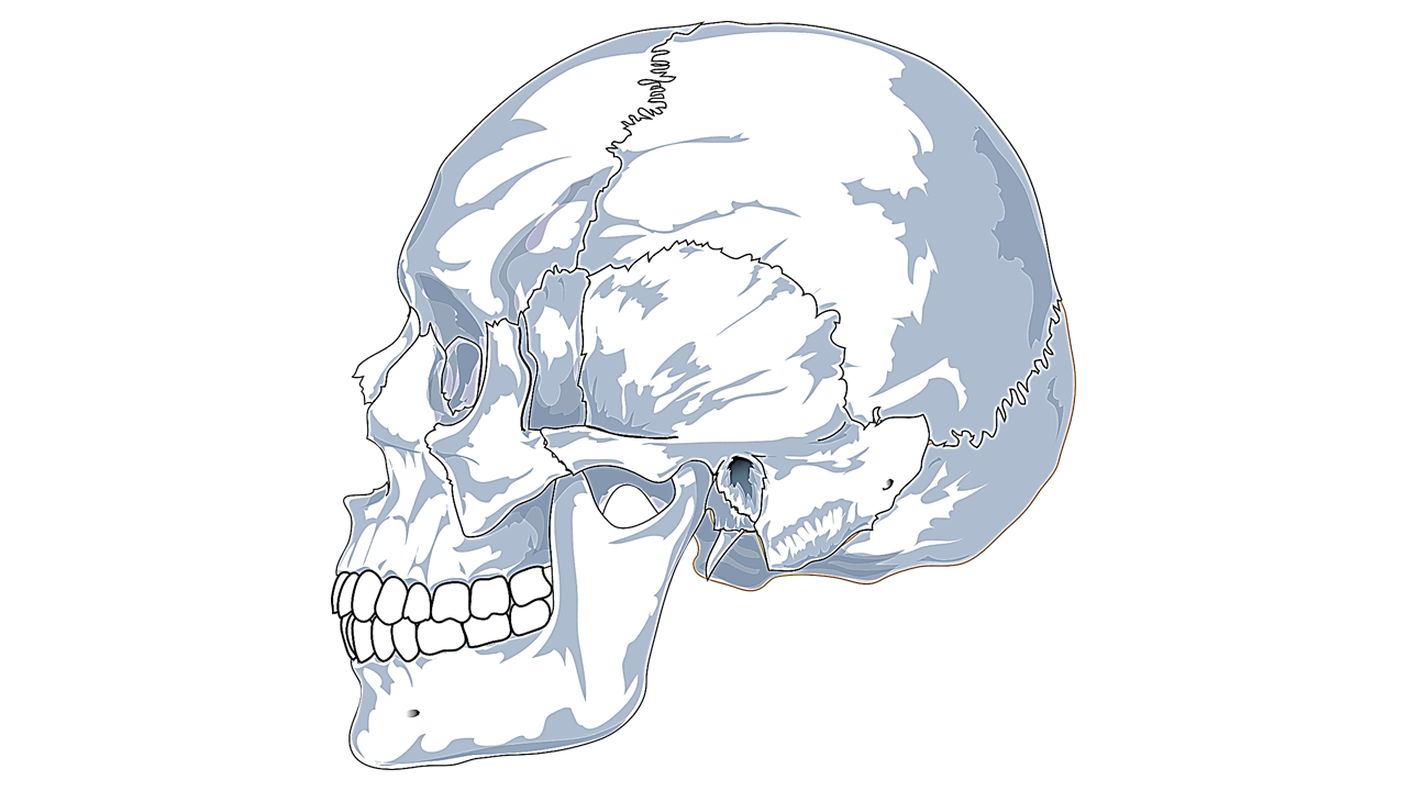 human head structure or cranium structure