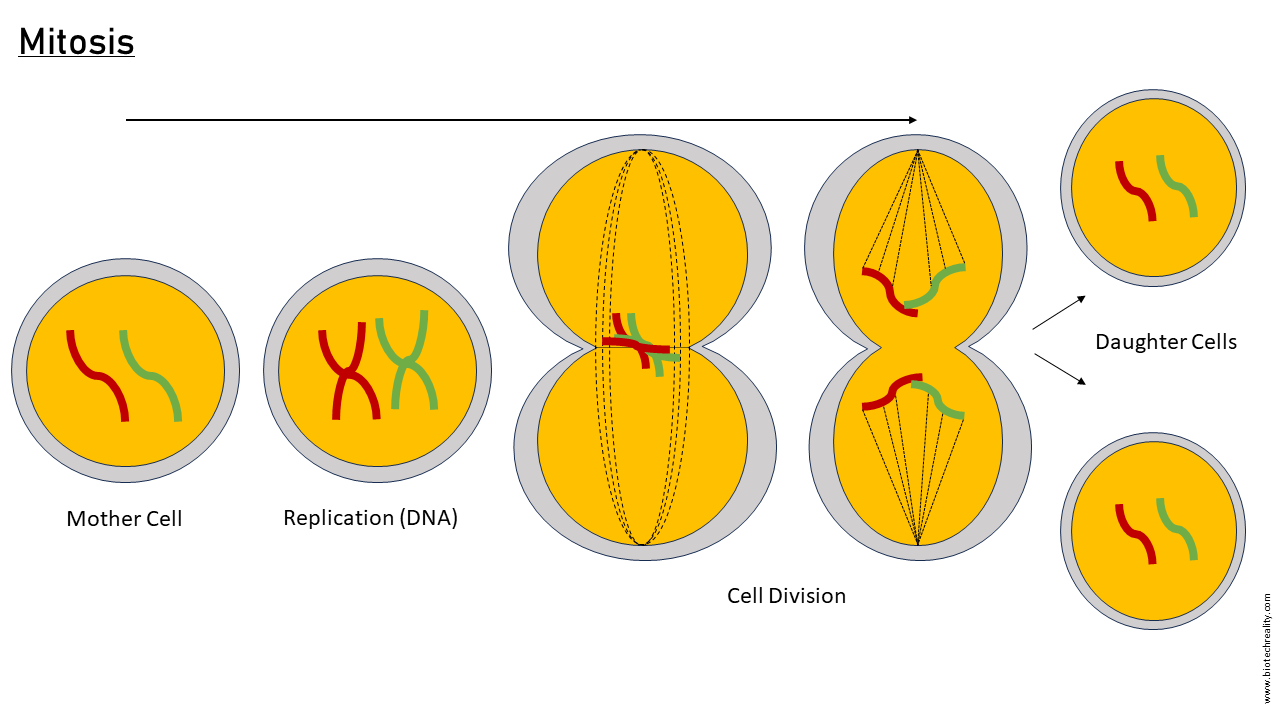 mitosis diagram and definition
