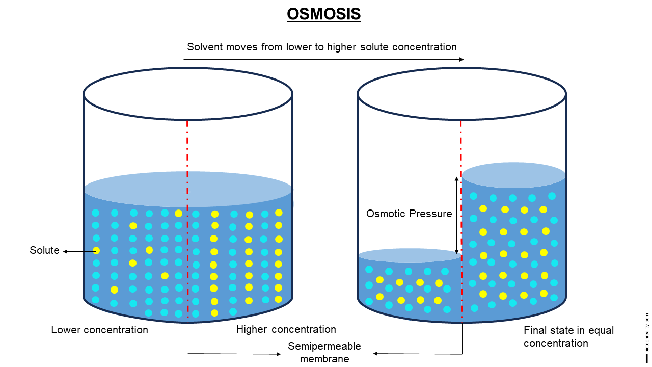 osmosis diagram