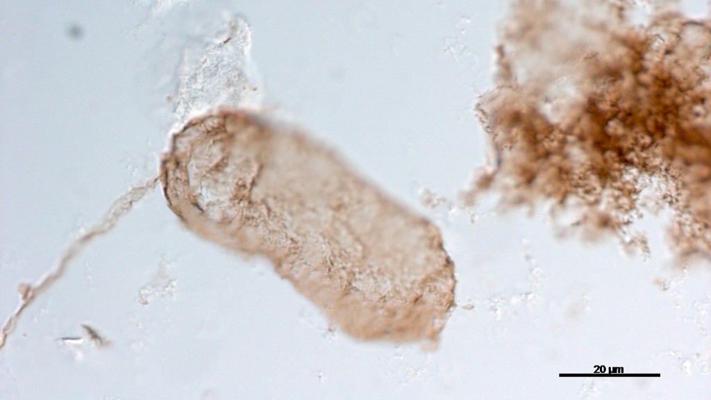 cyanobacteria fossil