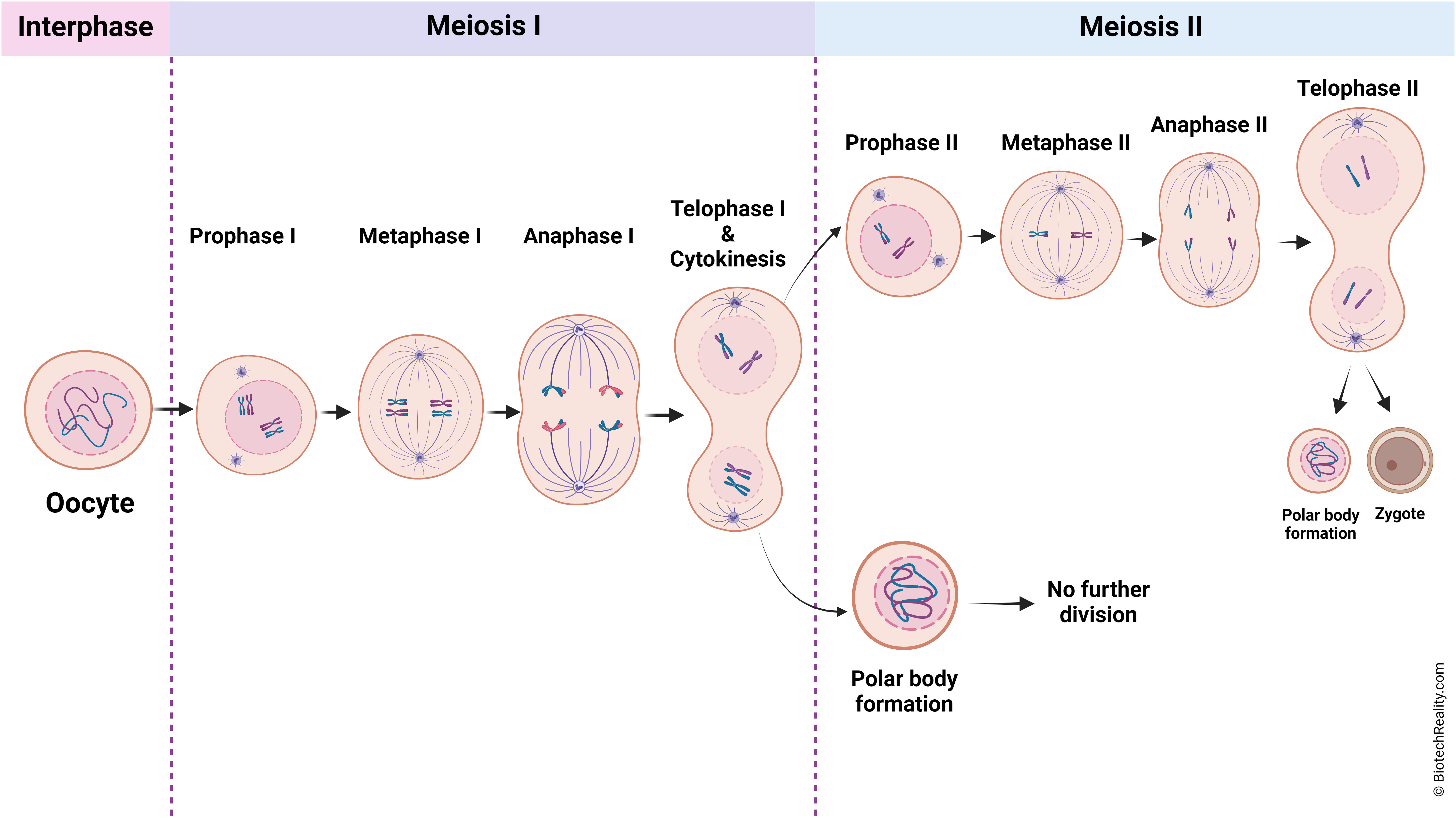 meiosis