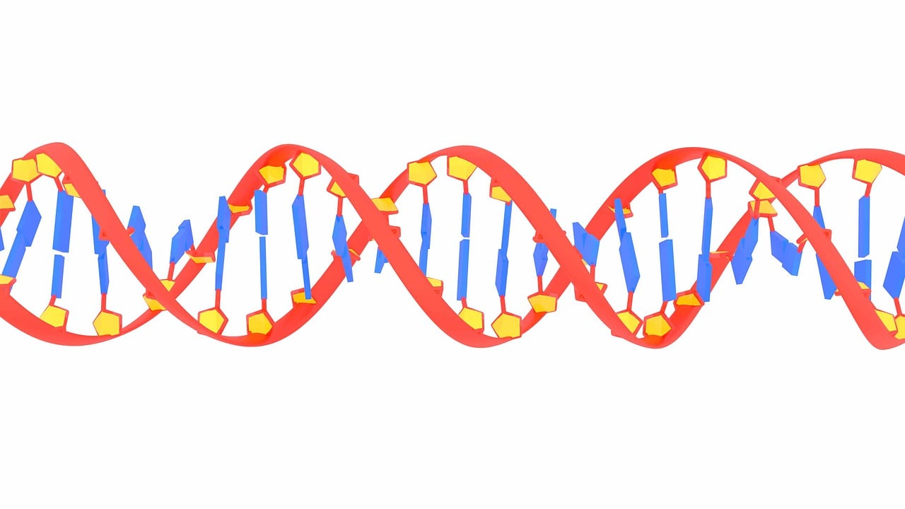 DNA Structure