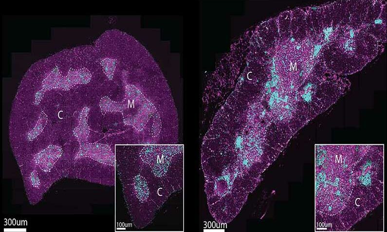 ageing immune system