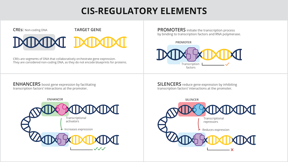 Featured image of AI designed DNA switches