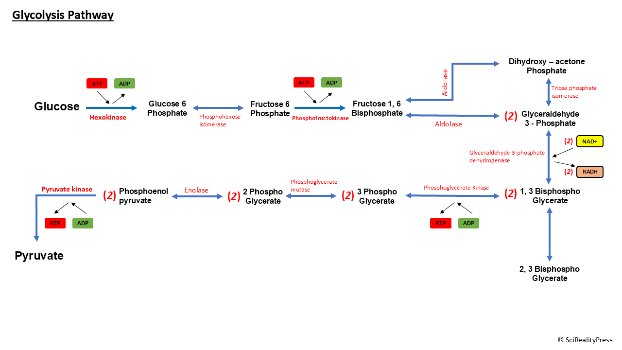 glycolysis pathway