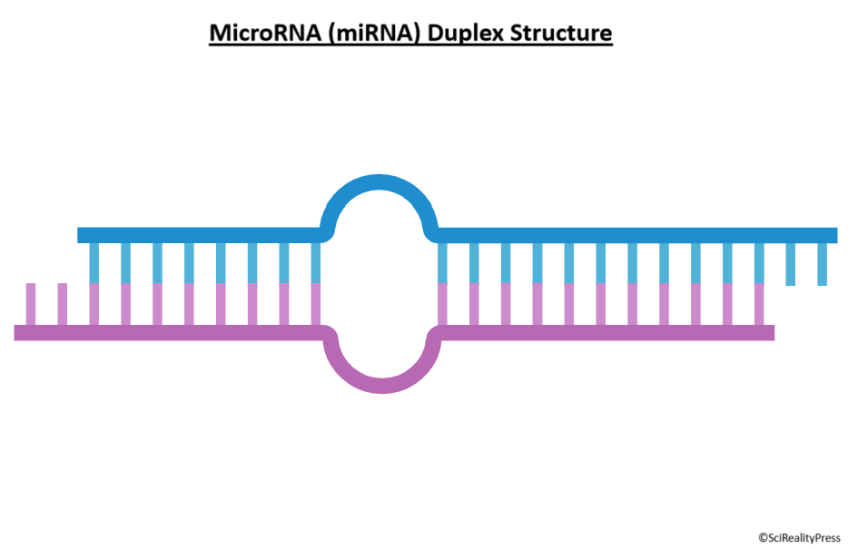 miRNA Duplex Structure