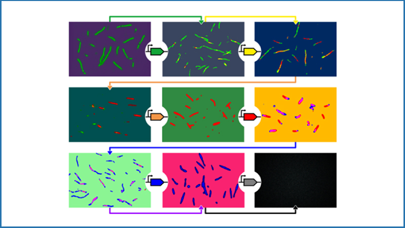 synthetic genes representation
