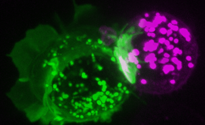 immunotherapy for cancer representation