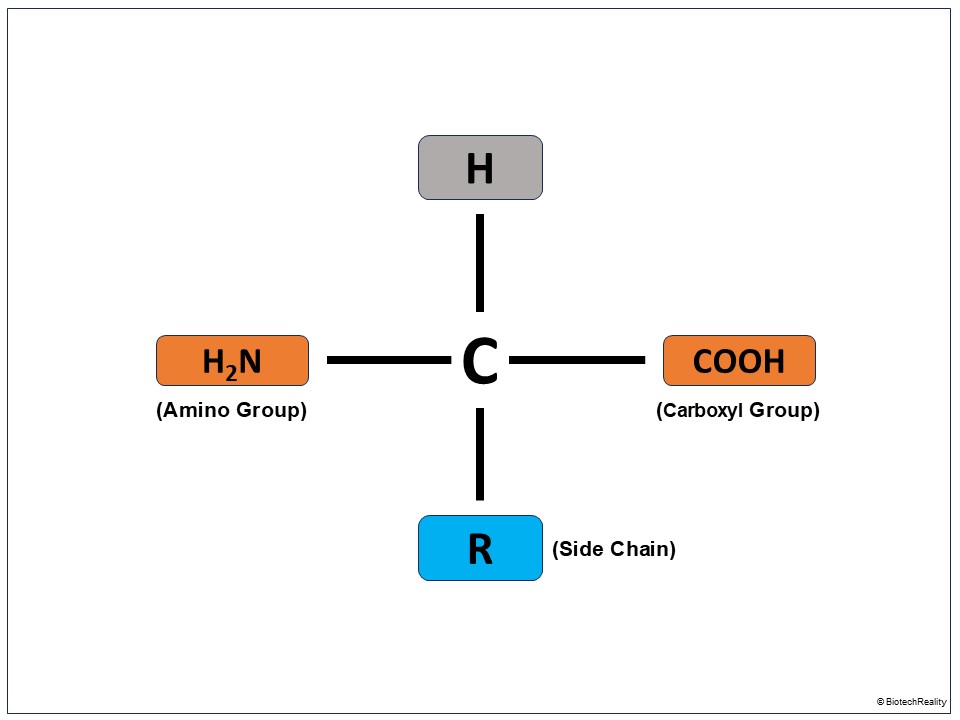 amino acid structure labeled