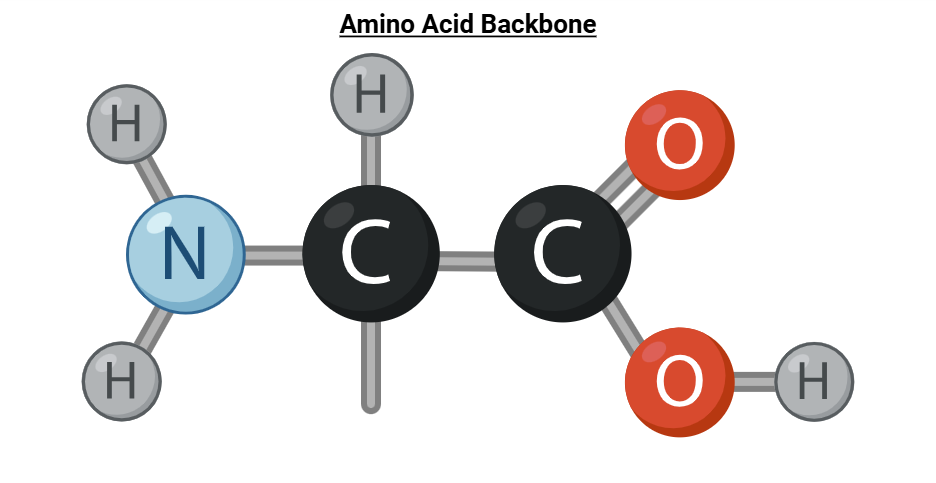 amino acids structure