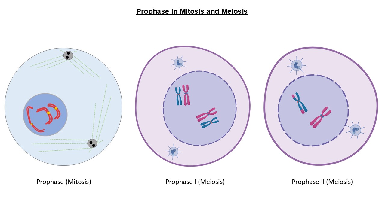 prophase in mitosis and meiosis